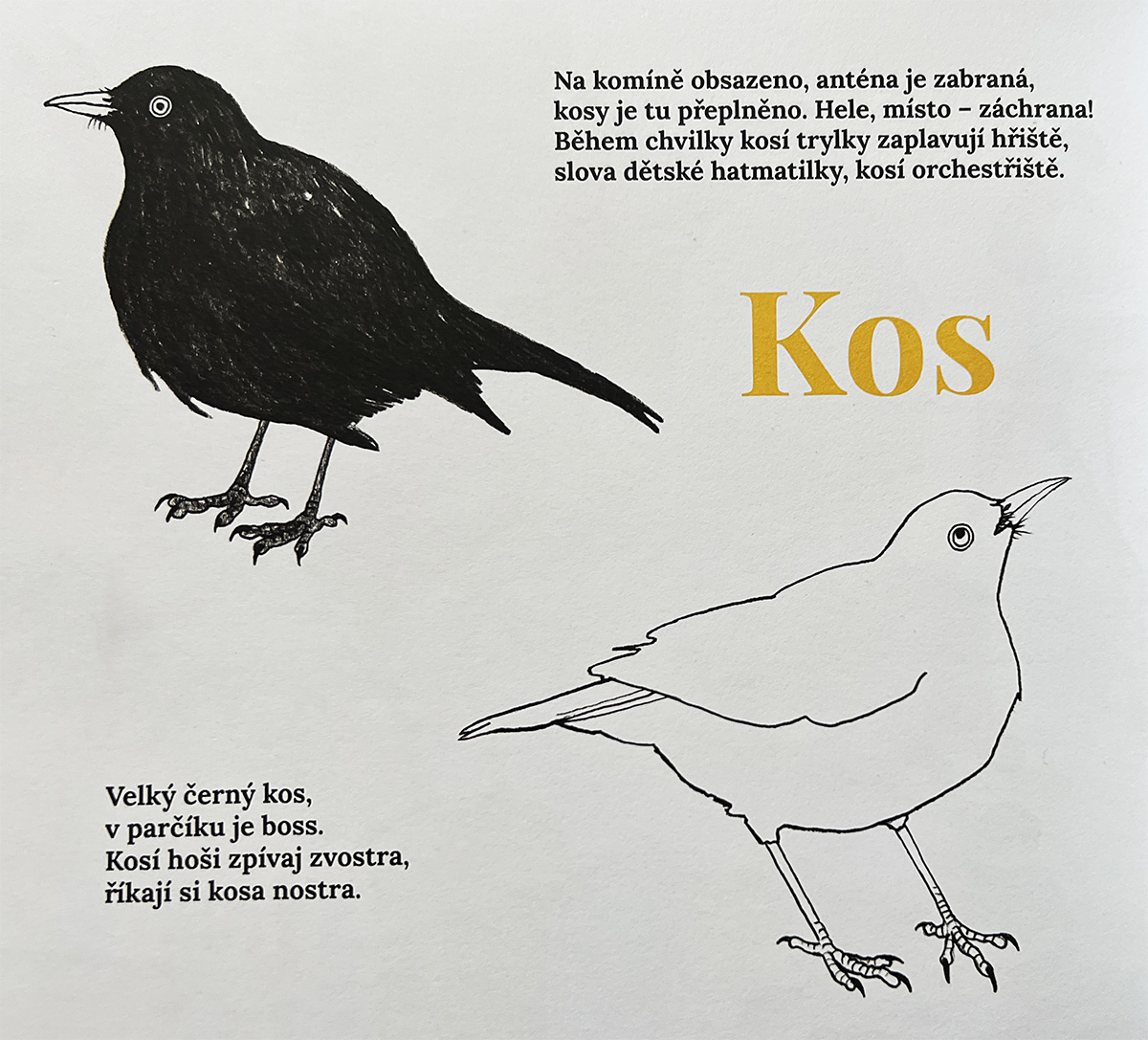 Uličníci - Kos